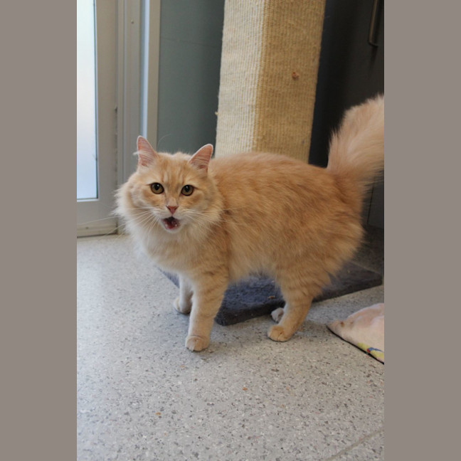 Photo of Amaretto!