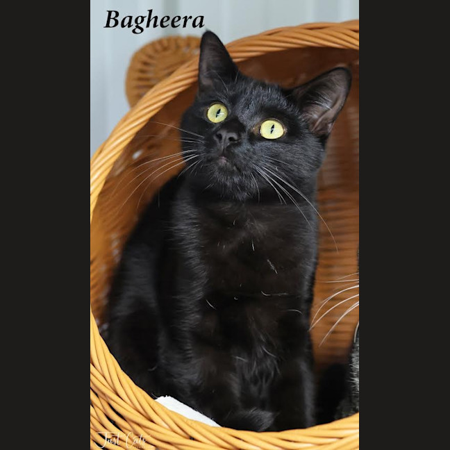 Photo of Bagheera