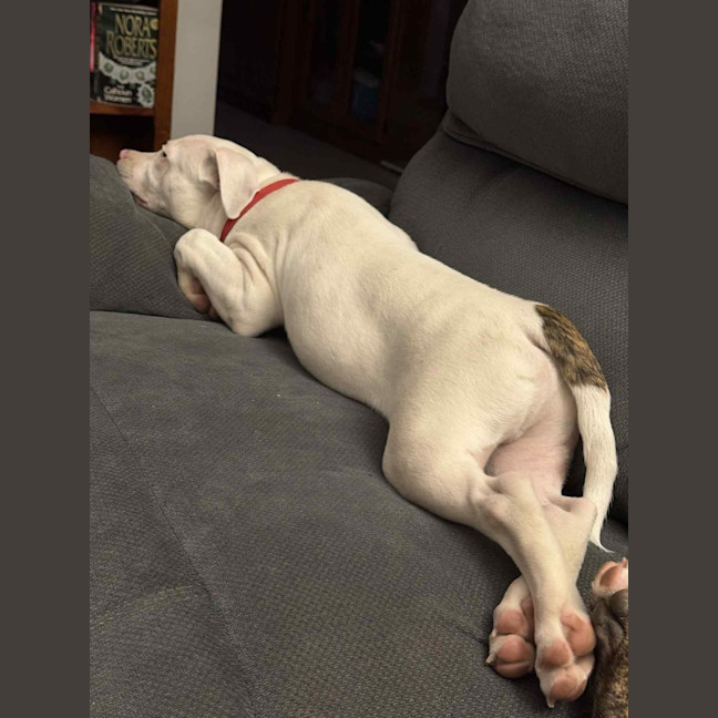 Photo of Casper   11 Month Old Staffy X