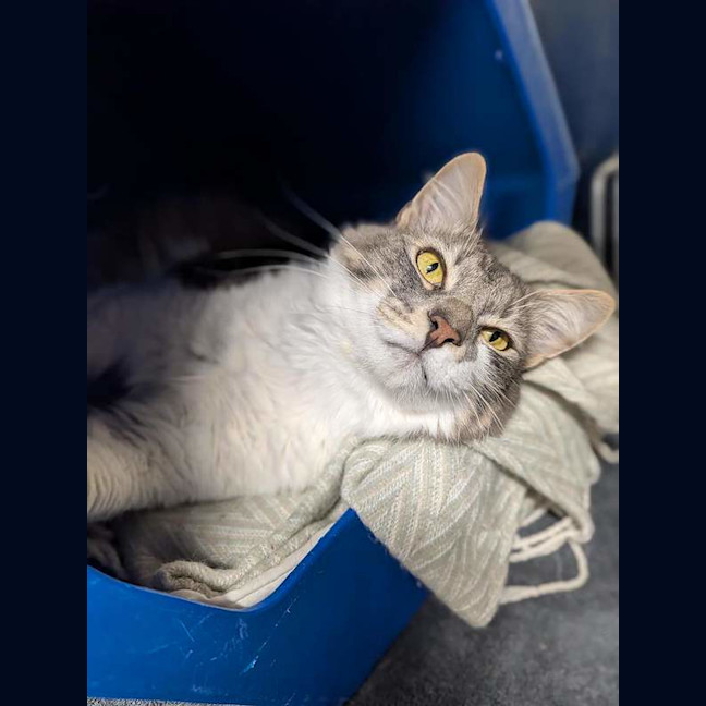 Photo of Gandalf
