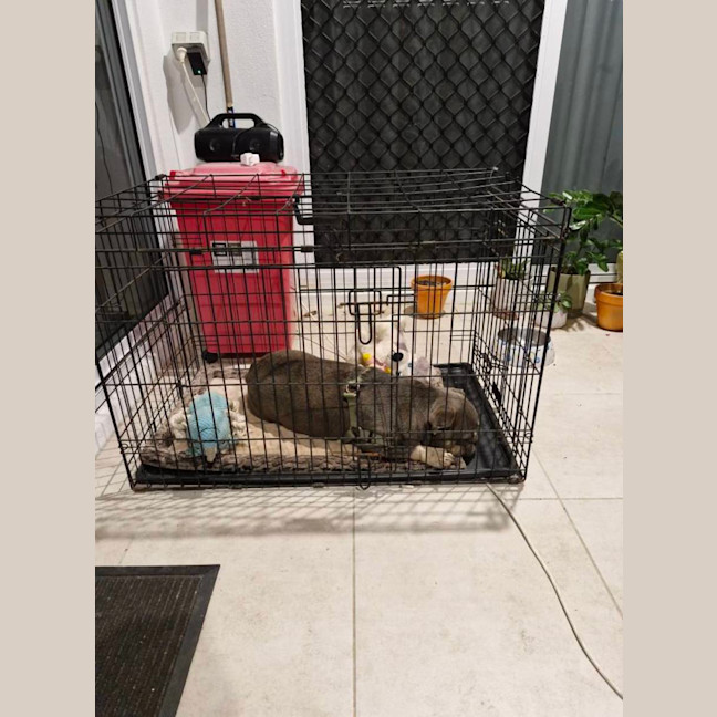 Photo of Chewie
