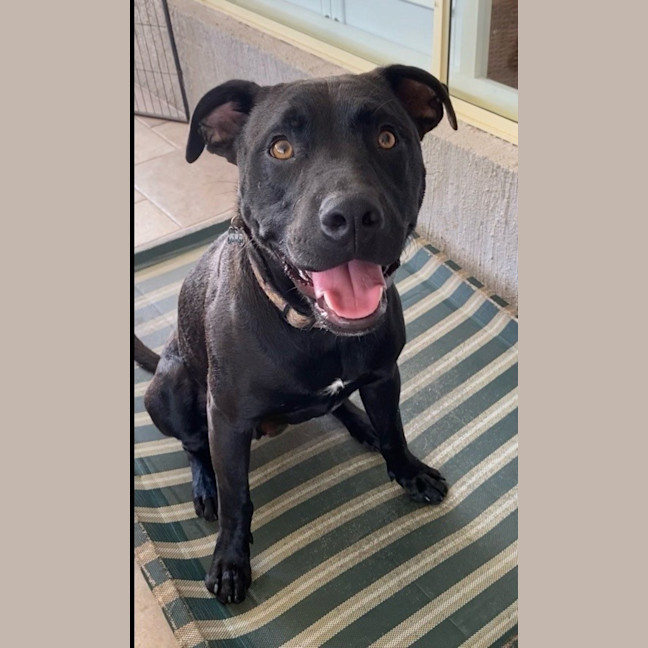 Photo of D1052 Hutch