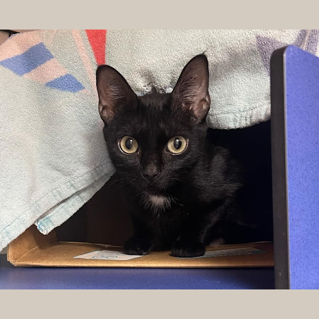 Photo of Ebony