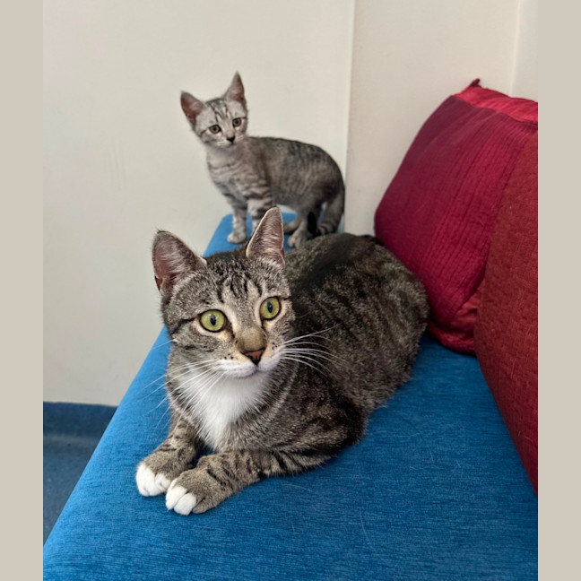 Photo of Luna And Star 