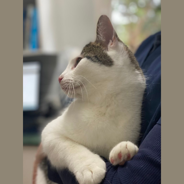 Photo of Cosmo