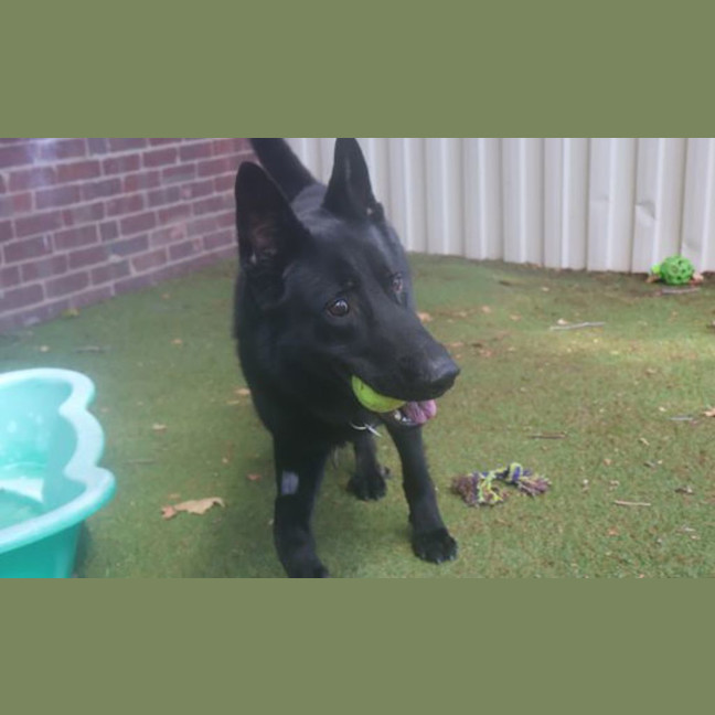 Photo of Maverick