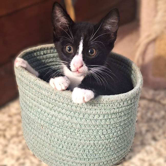 Photo of Pancake