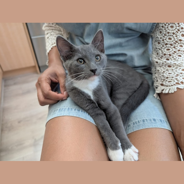 Photo of Rocket & Misty   Located In Glenroy