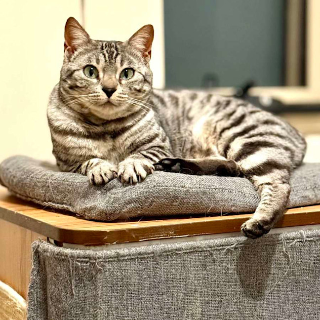 Photo of Cookie Lafufu   Located In Brunswick