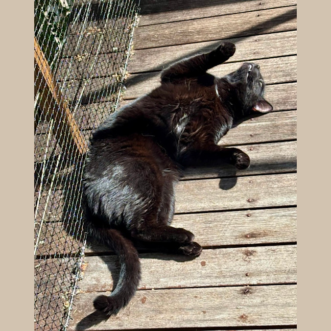 Photo of Neo