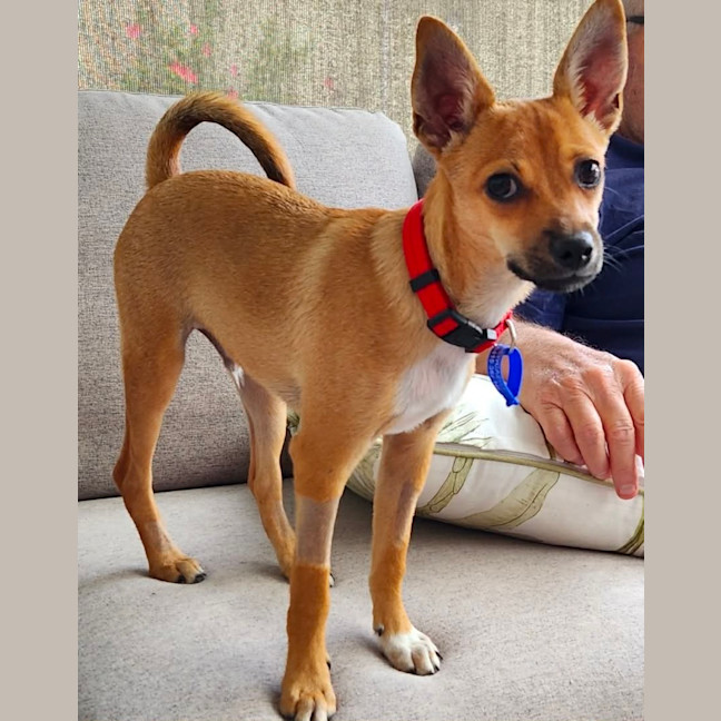 Photo of Micky   4 Month Old Chihuahua X