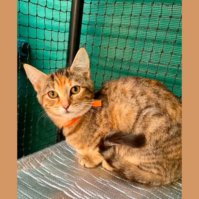 Photo of Alara **2nd Chance Cat Rescue**