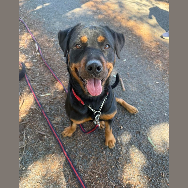 Photo of Rosie