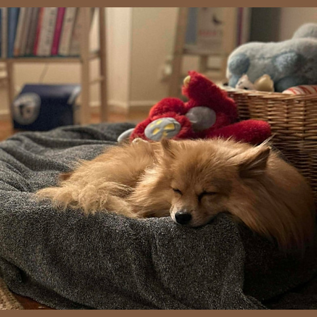 Photo of Teddy