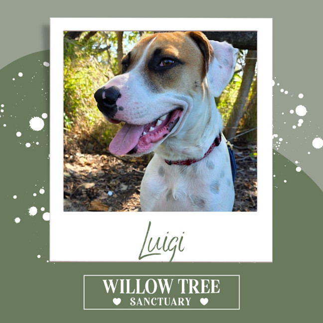 Photo of Luigi