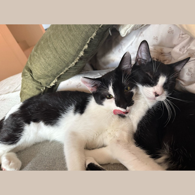 Photo of Buster & Harry