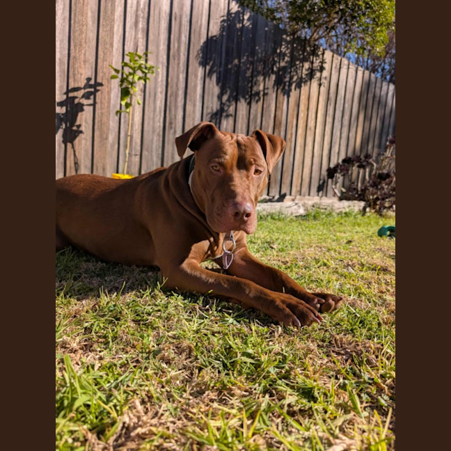 Photo of 🐶 Jeff 🐶