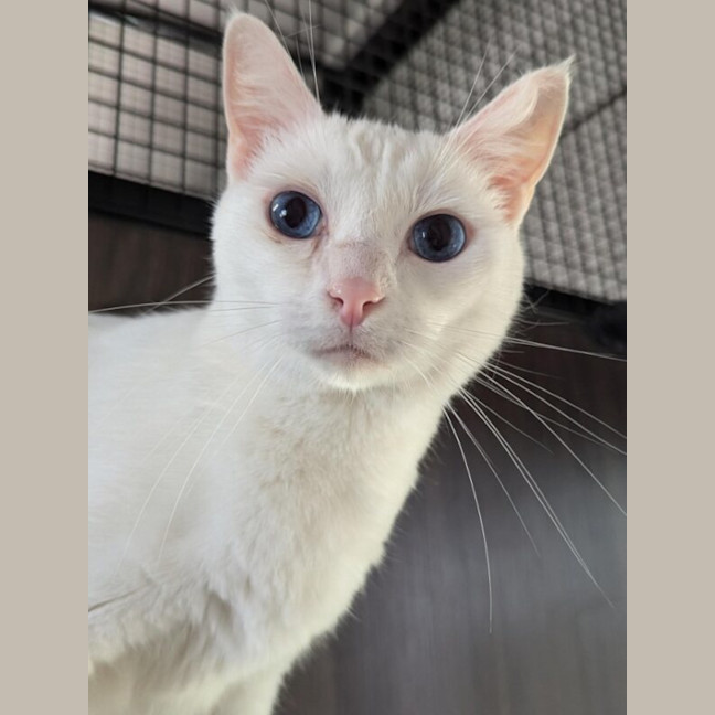 Photo of Mr Tony Now Tofu