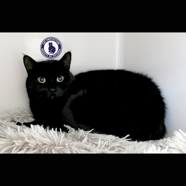 Photo of Ebony Sua012975