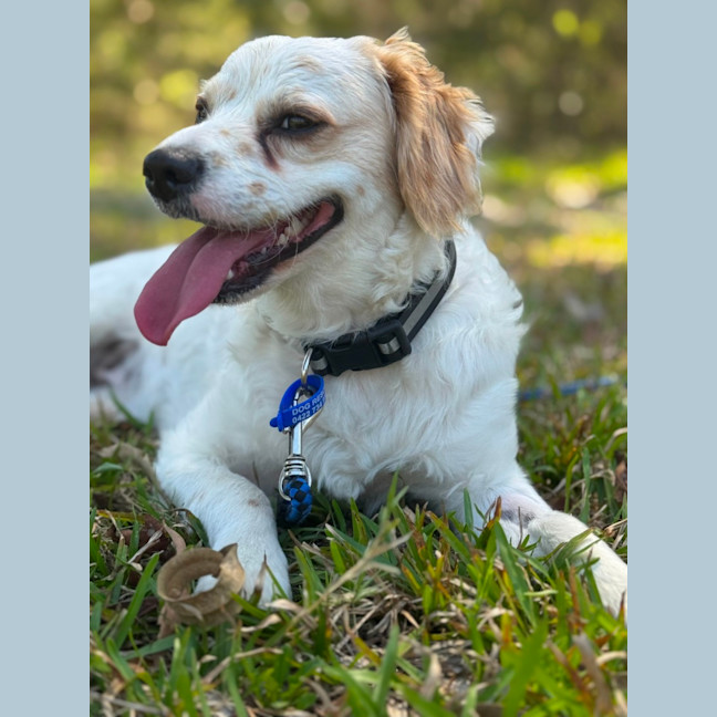 Photo of Boomer   1 Year Old Cavalier X