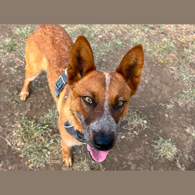 Photo of Cricket