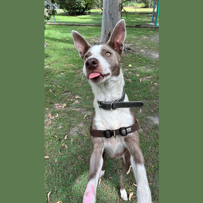 Photo of Pearl