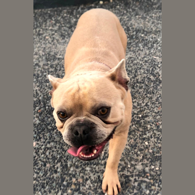 Photo of Duke   3 Year Old French Bulldog (Trial)