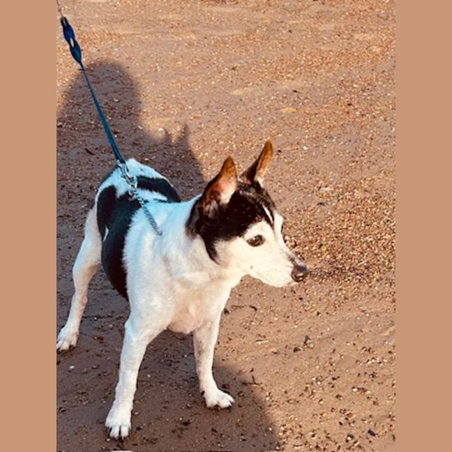 Photo of China   14 Year Old Tenterfield Terrier