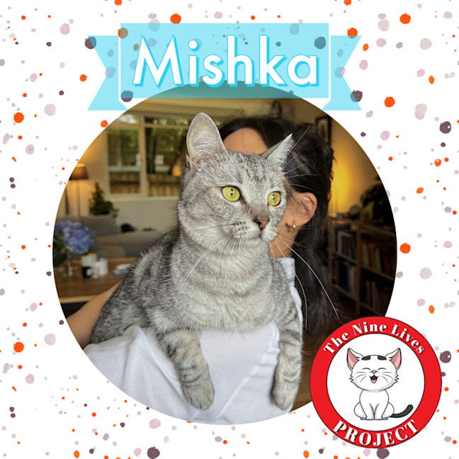 Photo of Mishka *9 Lives Project Rescue*