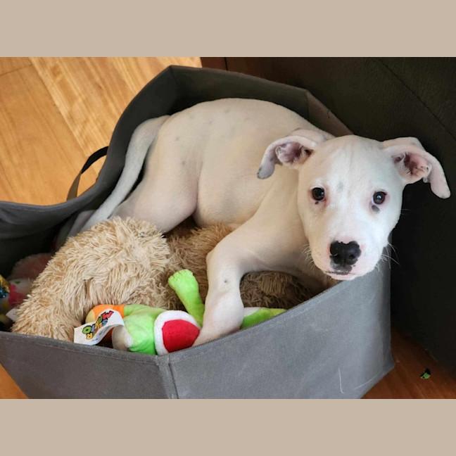Photo of Winston