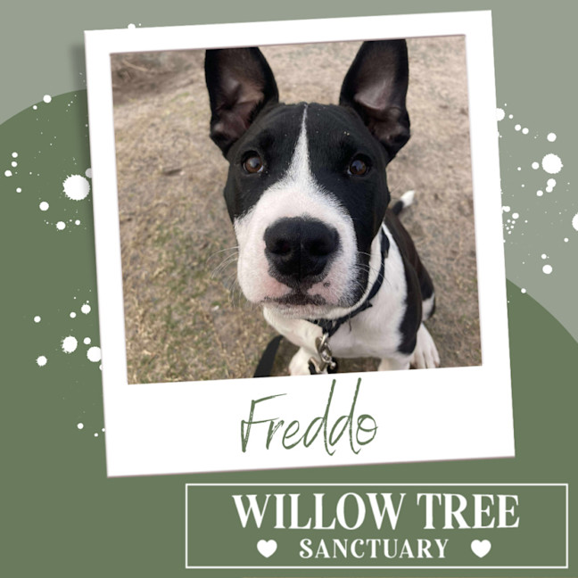 Photo of Freddo