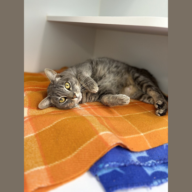 Photo of Lily