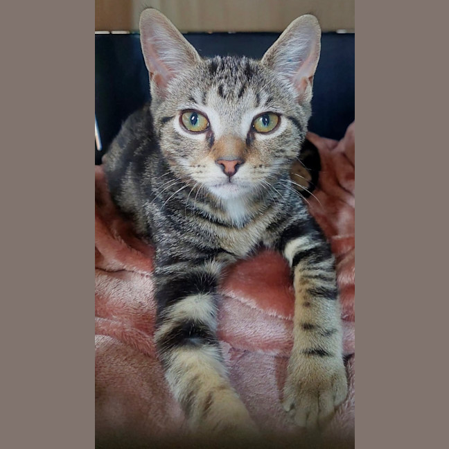Photo of Waffles
