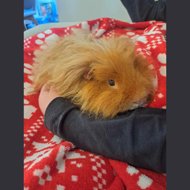 Photo of Harry And Hairy