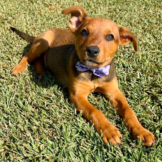 Photo of Betty   9 Week Old Mixed Breed