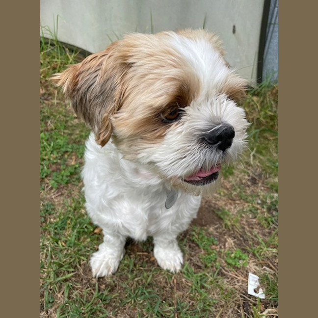 Photo of Hunter