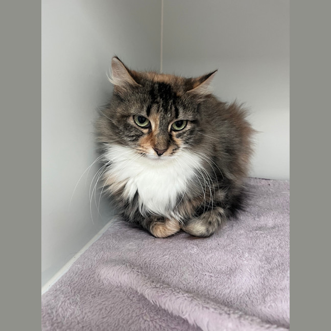 Photo of Calliope