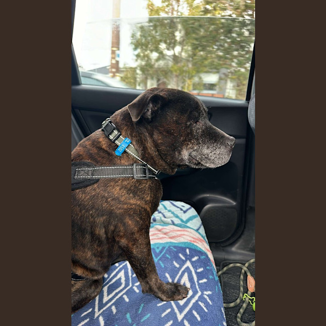 Photo of Buddy