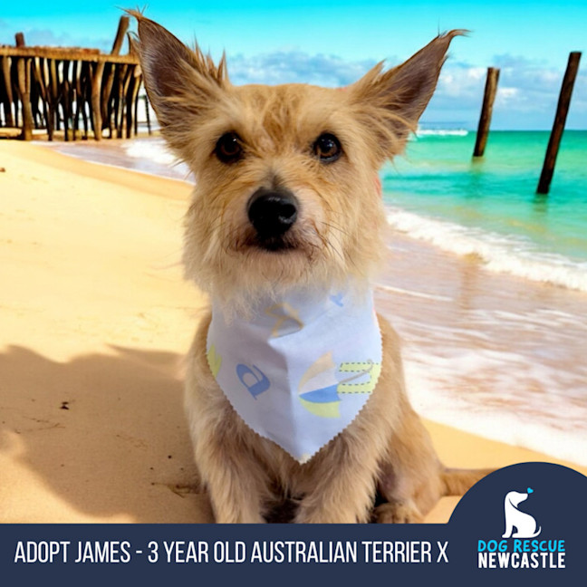 Photo of James   3 Year Old Australian Terrier X
