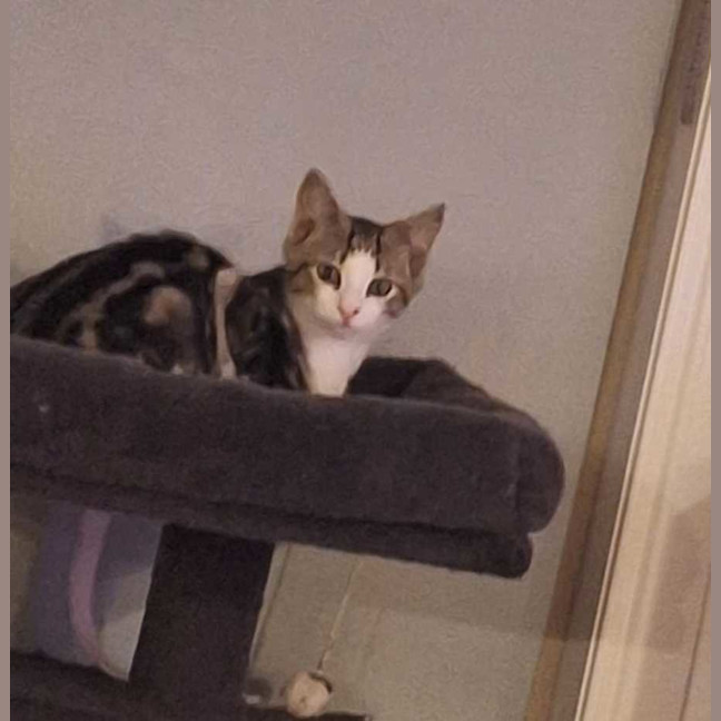 Photo of Archie