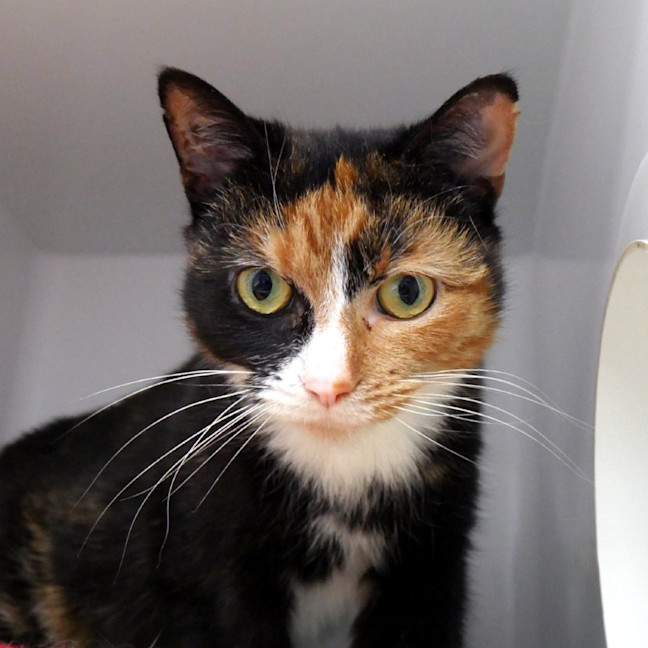 Photo of Buttercup Sta015585