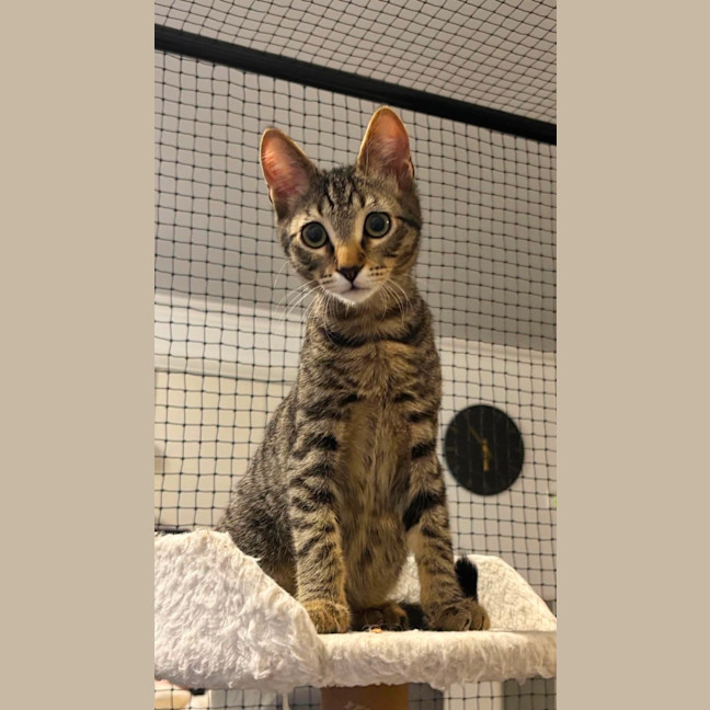 Photo of Simon