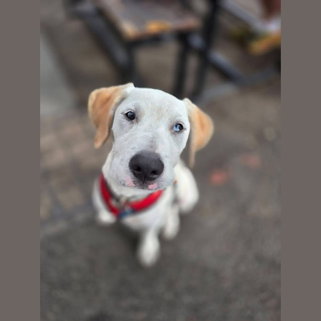 Photo of Bindi