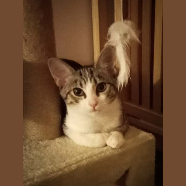 Photo of Possum