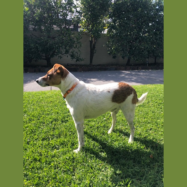 Photo of Archio   2 Year Old Jack Russell X (Trial)