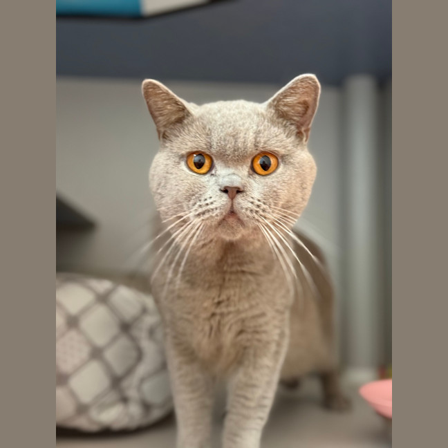 Photo of Ghost