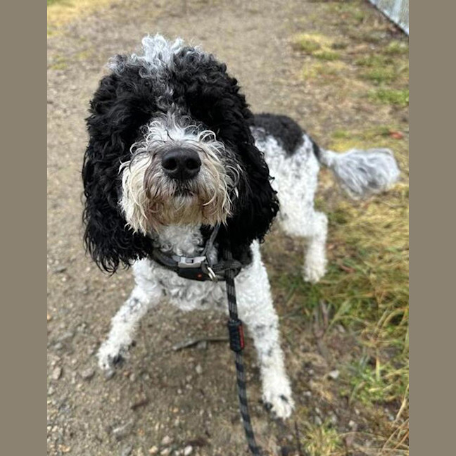Photo of Oscar