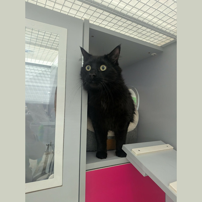 Photo of Toothless