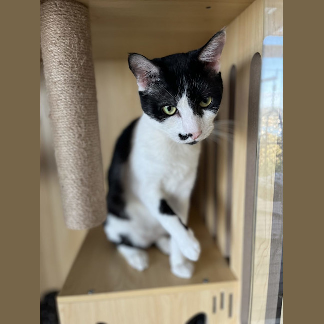 Photo of Clarke   Available At Pet Quarters Morisset