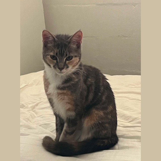 Photo of Purrl & Punchy